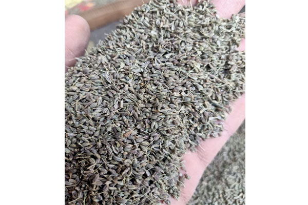 Anise