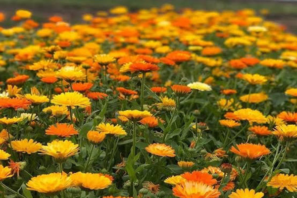 Calendula