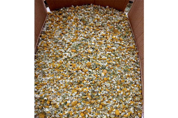 Chamomile