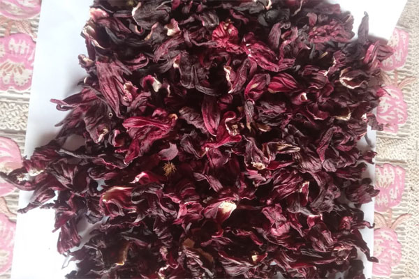 Hibiscus