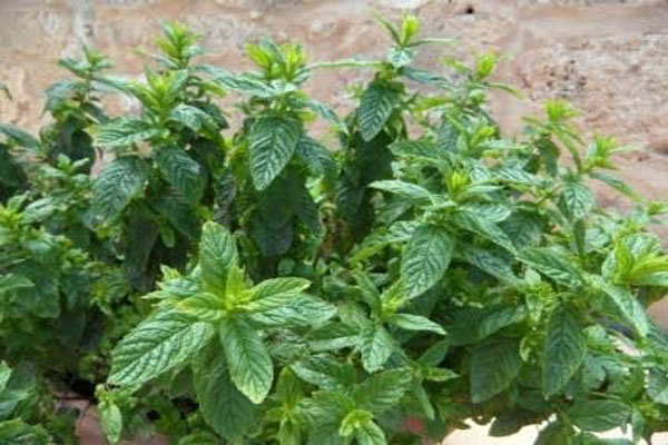 Peppermint