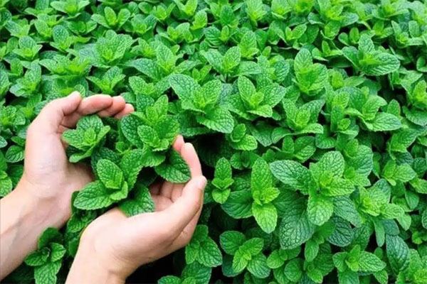 Spearmint